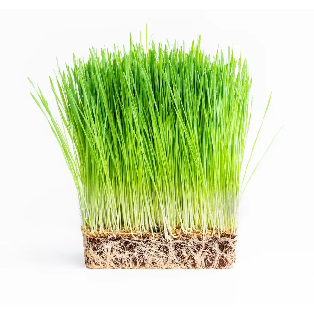 barley grass