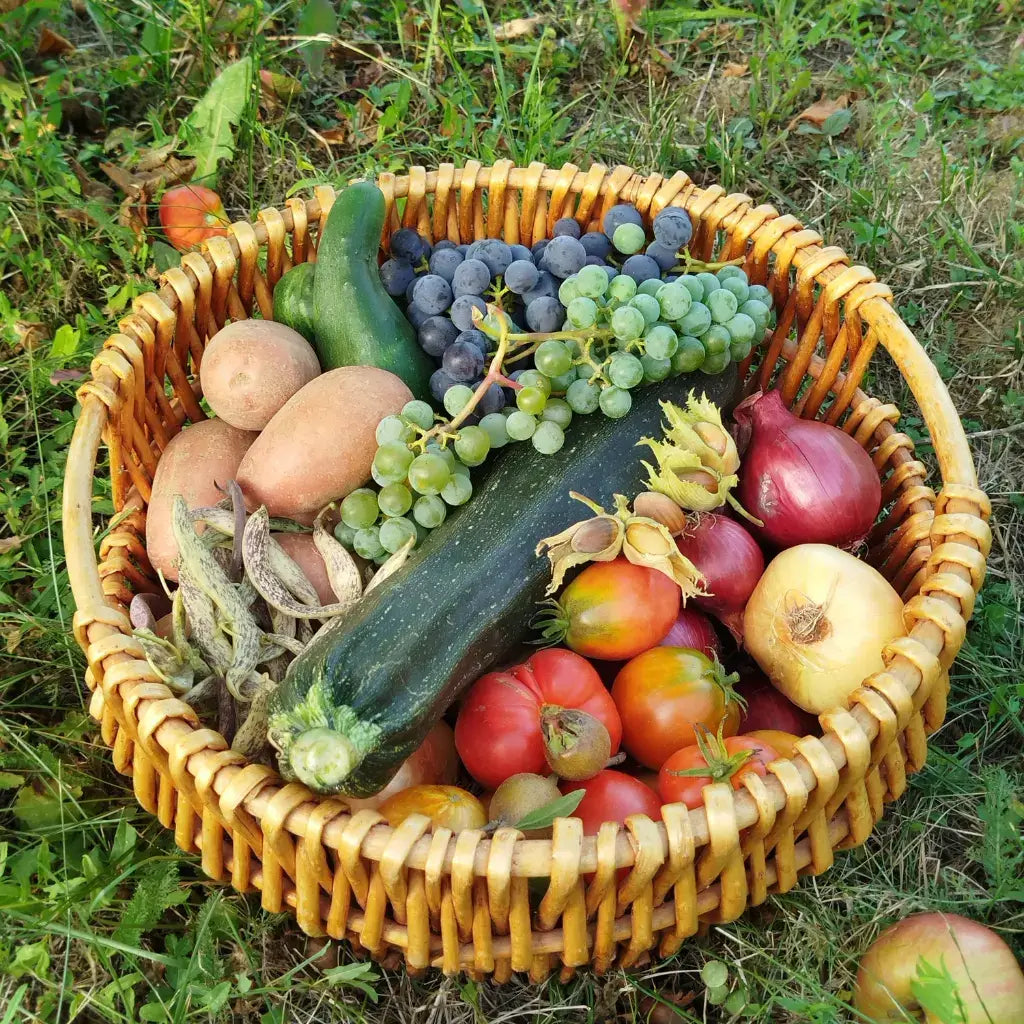 nutrient absorption and gut health