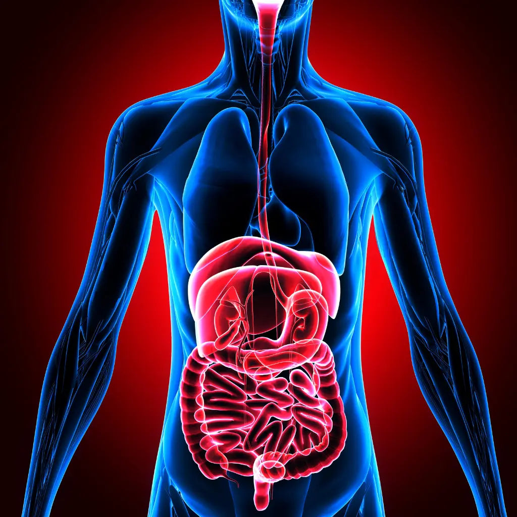 Do the live bacteria in Immunity Fuel stay alive on their journey through the digestive system?