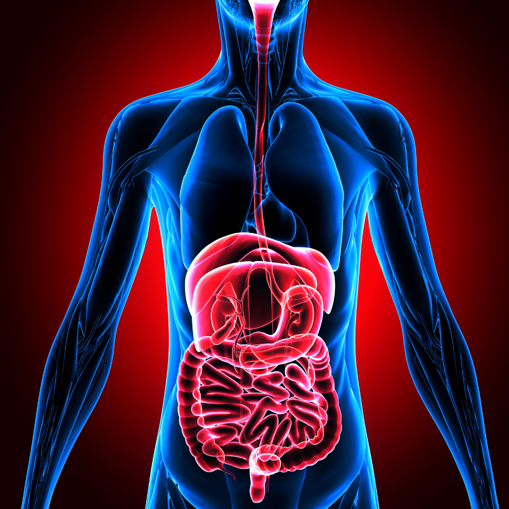 Do the live bacteria in Immunity Fuel stay alive on their journey through the digestive system?