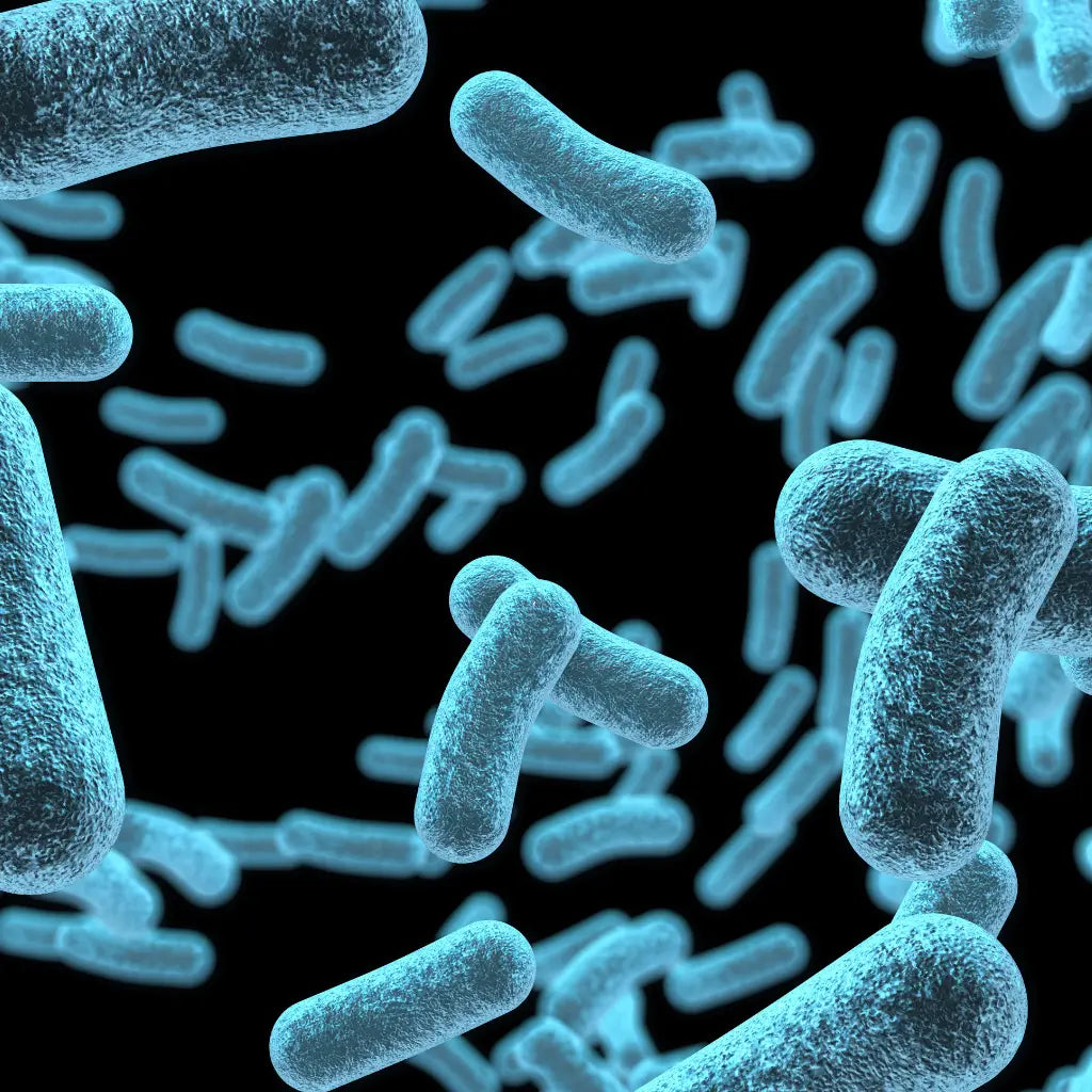 importance of live bacteria