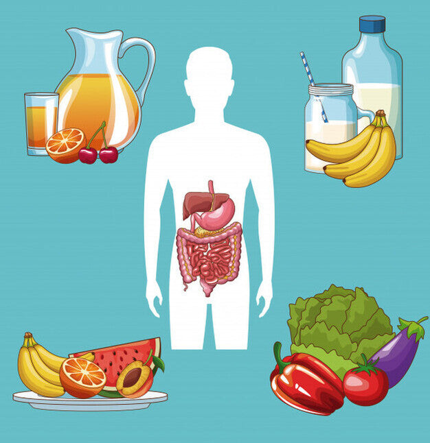 The Digestive System and Your Body's Wellness