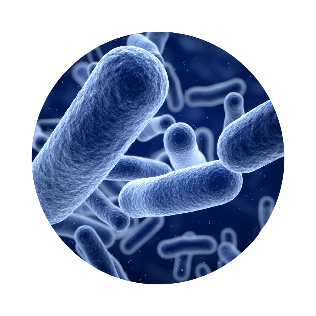 Organic Live bacteria