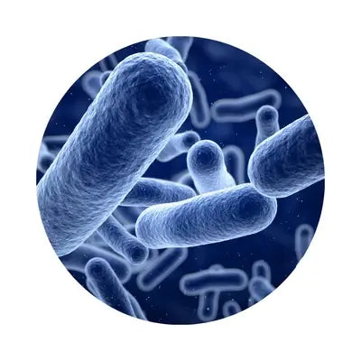 living bacteria