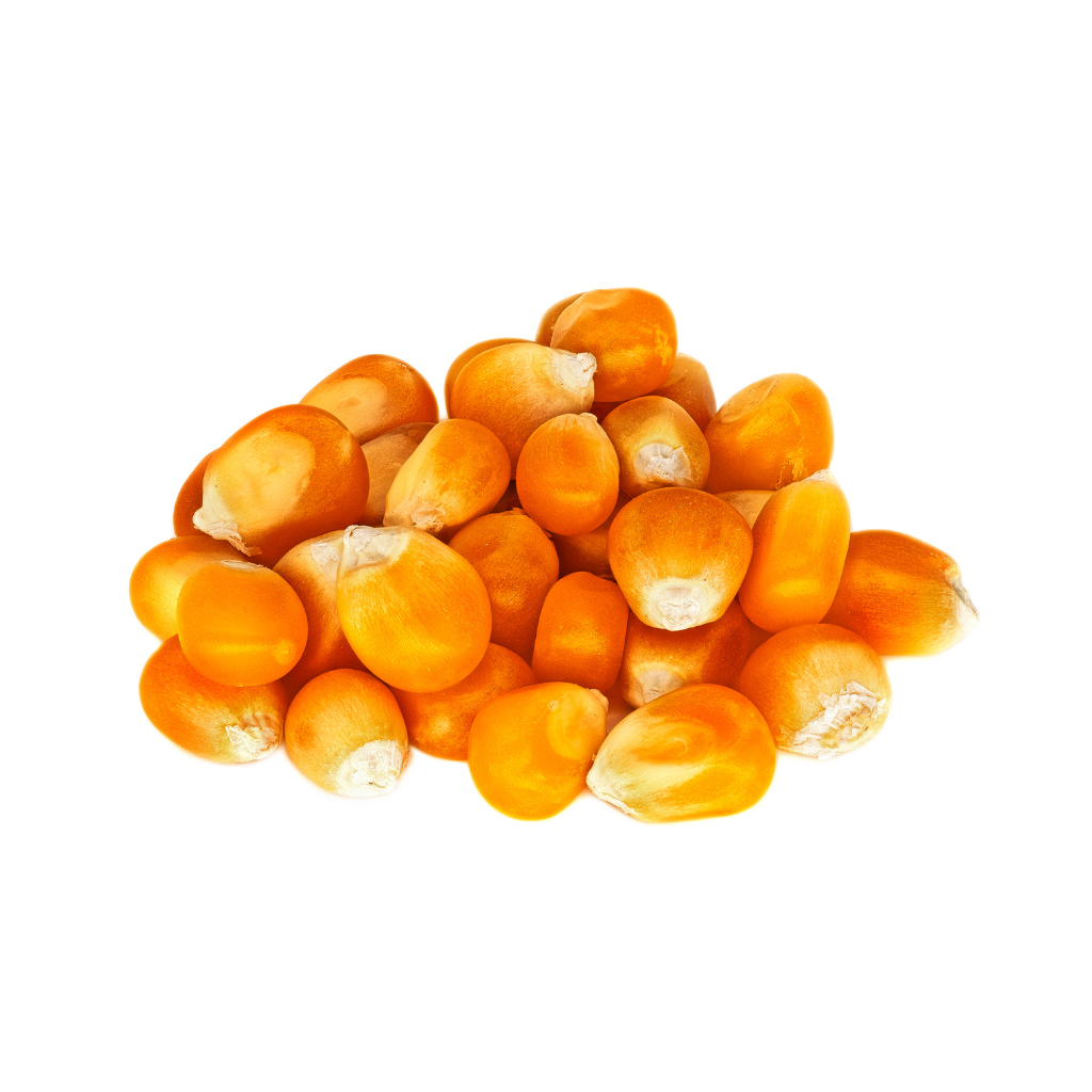 Certified-Organic-Maize-for-gut-health