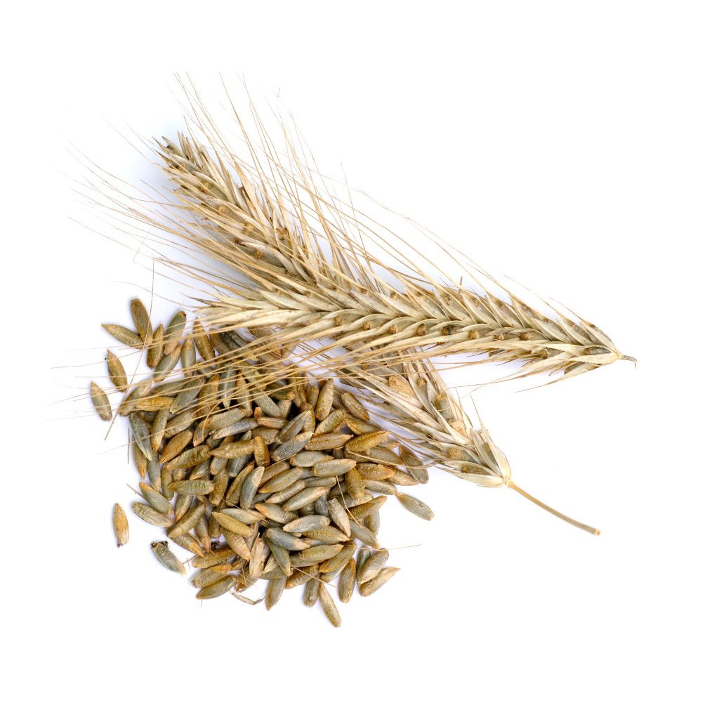 Certified-Organic-Rye-for-gut-health
