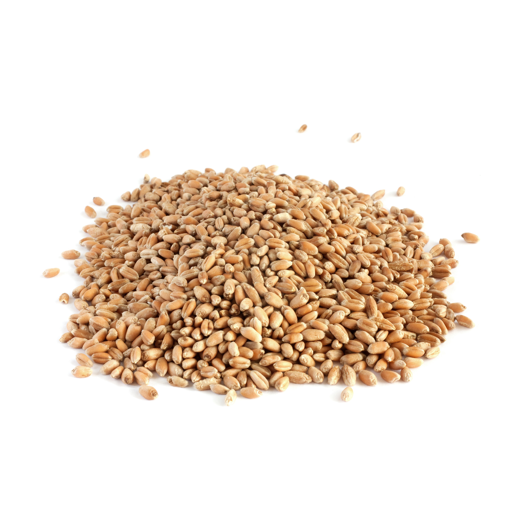 Certified-Organic-wheat-grain-for-gut-health