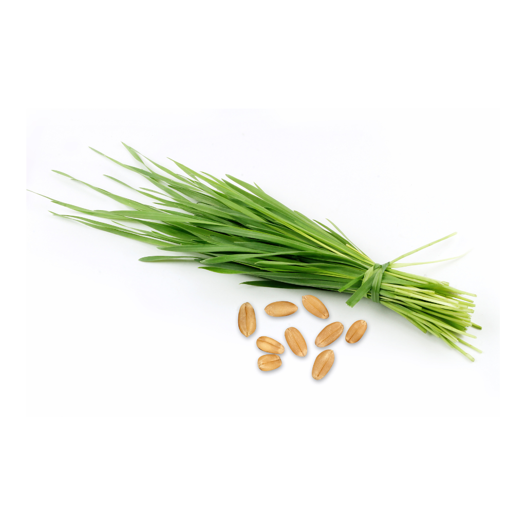Certified-Organic-wheat-grass-for-gut-health