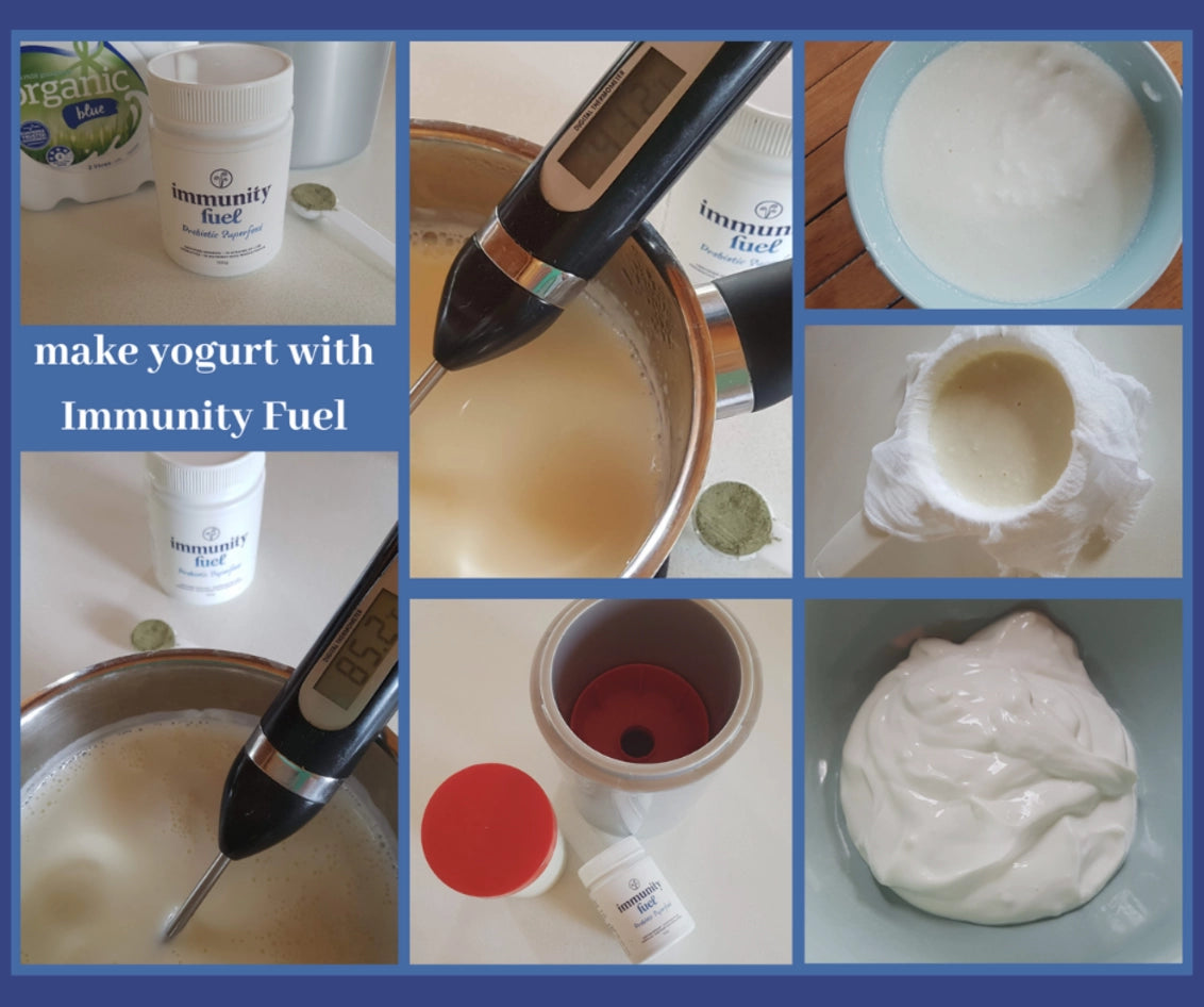 HOw to make yogurt using the live cultures in immunity fuel